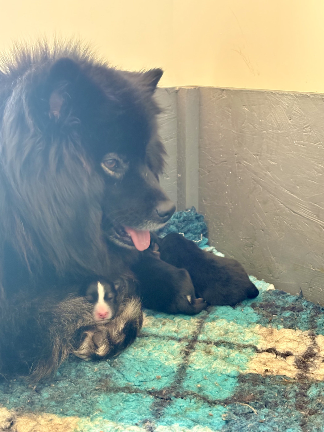 Chiot Chien finnois de Laponie De La Source D'Aska