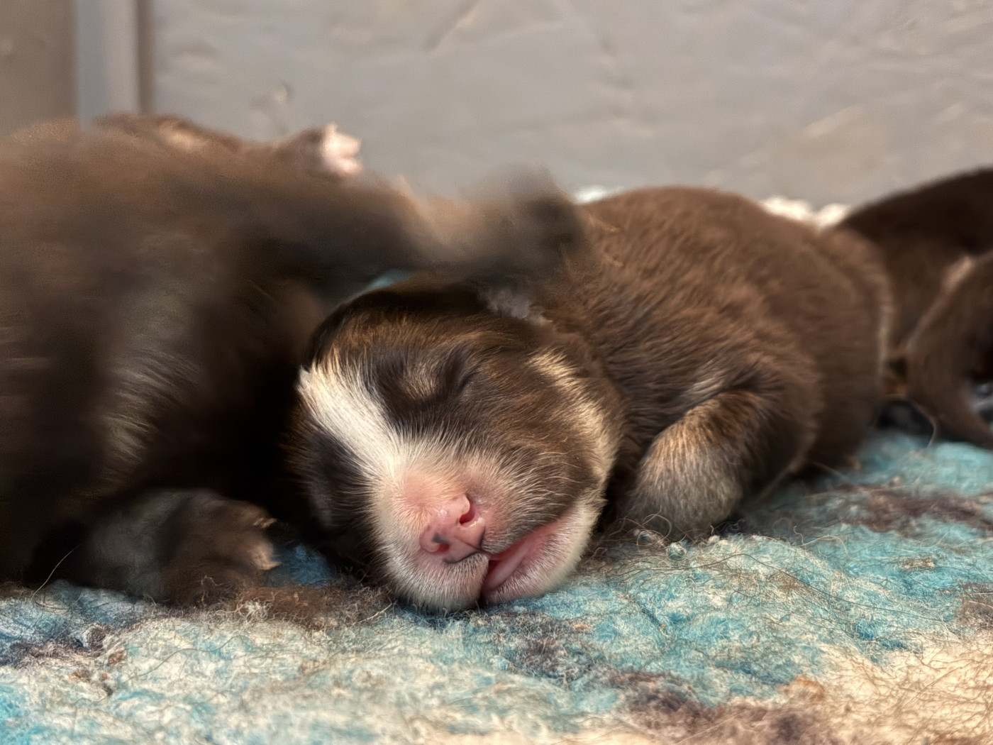 De La Source D'Aska - Chiots disponibles - Chien finnois de Laponie