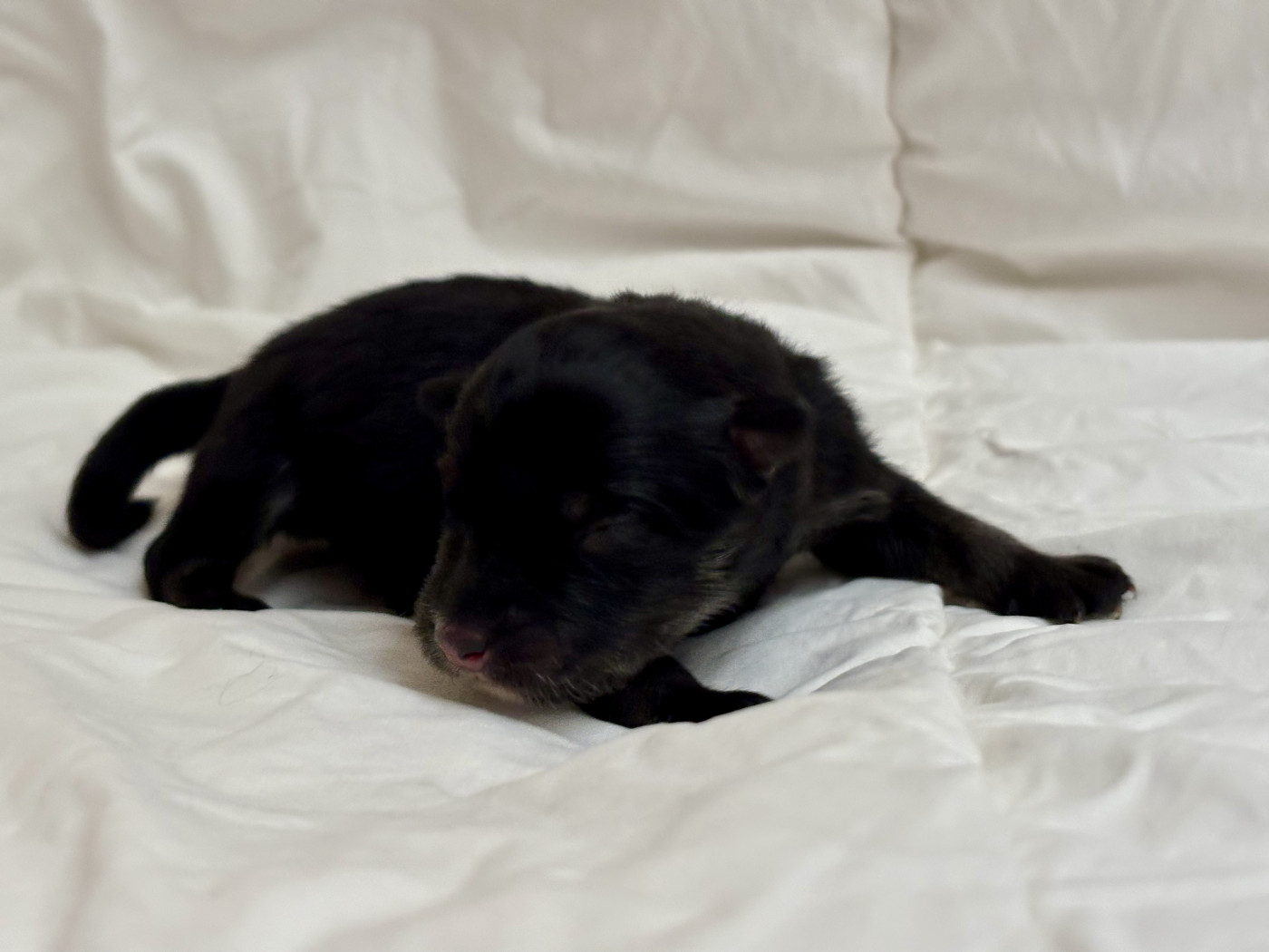 De La Source D'Aska - Chiots disponibles - Chien finnois de Laponie