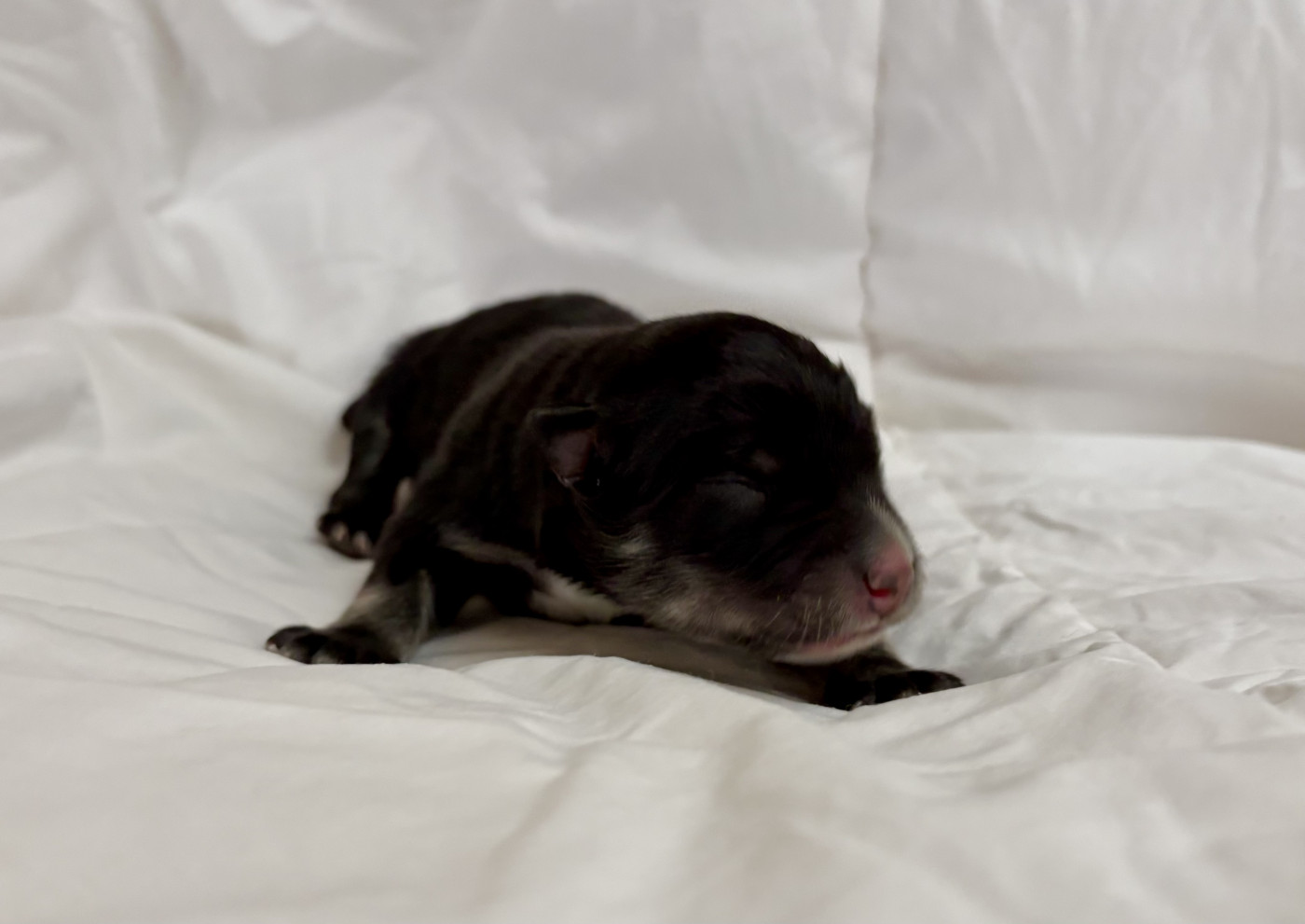 De La Source D'Aska - Chiots disponibles - Chien finnois de Laponie