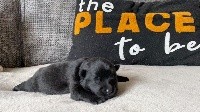 CHIOT
