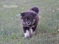 CHIOT