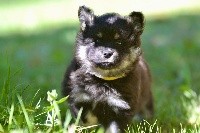 CHIOT