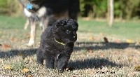 CHIOT