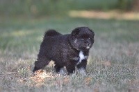 CHIOT