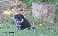 CHIOT