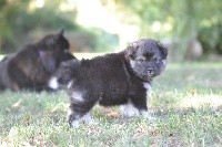 CHIOT