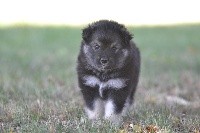 CHIOT
