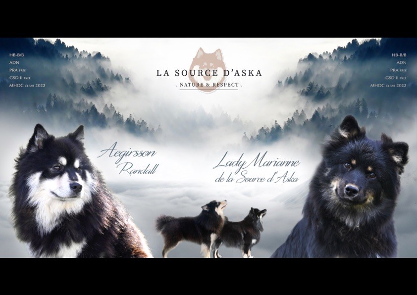 De La Source D'Aska - Chien finnois de Laponie - Portée née le 18/12/2022